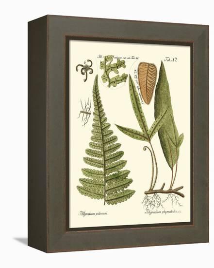 Small Antique Fern IV-Vision Studio-Framed Stretched Canvas