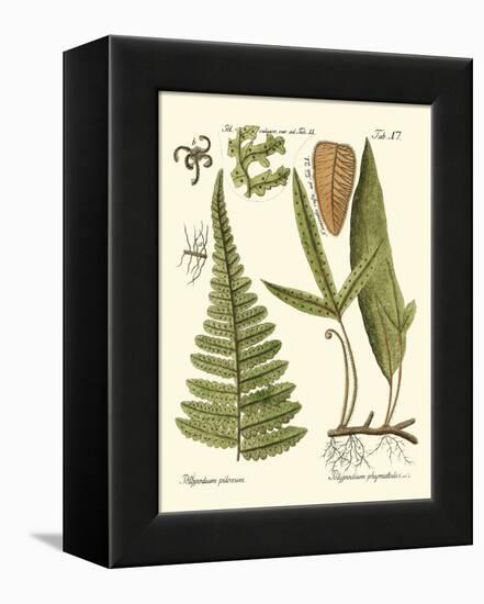 Small Antique Fern IV-Vision Studio-Framed Stretched Canvas