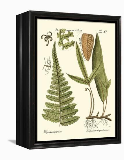 Small Antique Fern IV-Vision Studio-Framed Stretched Canvas