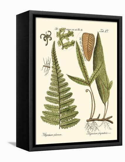 Small Antique Fern IV-Vision Studio-Framed Stretched Canvas