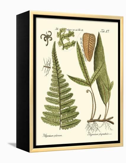 Small Antique Fern IV-Vision Studio-Framed Stretched Canvas