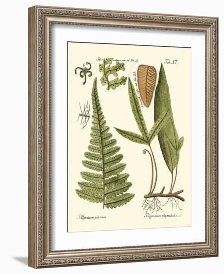 Small Antique Fern IV-Vision Studio-Framed Art Print