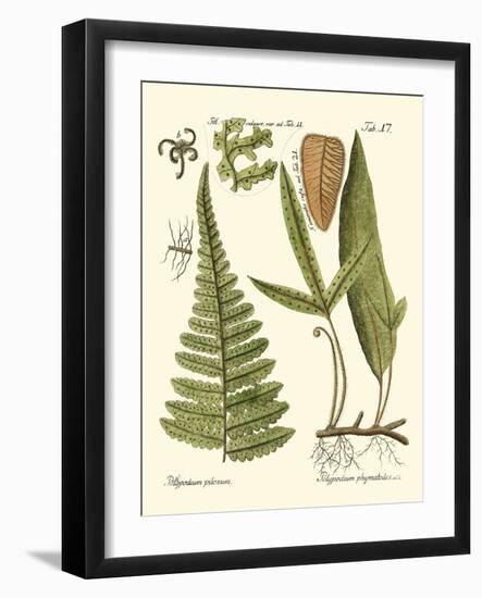 Small Antique Fern IV-Vision Studio-Framed Art Print