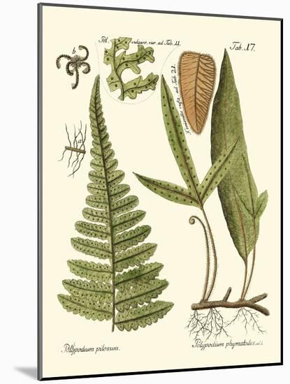 Small Antique Fern IV-Vision Studio-Mounted Art Print