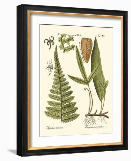 Small Antique Fern IV-Vision Studio-Framed Art Print