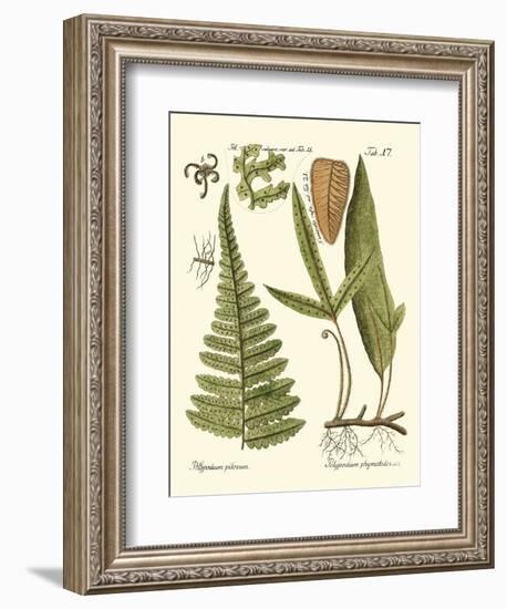 Small Antique Fern IV-Vision Studio-Framed Art Print