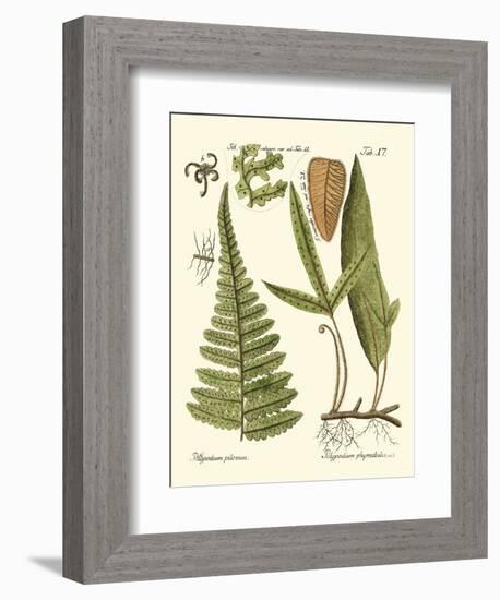 Small Antique Fern IV-Vision Studio-Framed Art Print