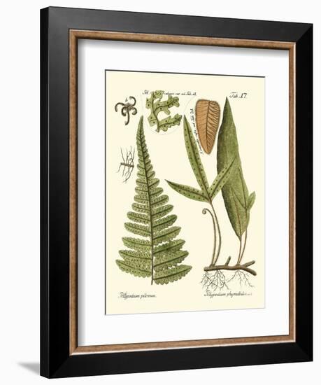 Small Antique Fern IV-Vision Studio-Framed Art Print