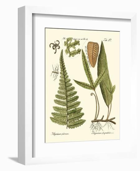 Small Antique Fern IV-Vision Studio-Framed Art Print