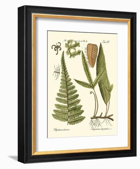 Small Antique Fern IV-Vision Studio-Framed Art Print