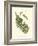 Small Antique Fern V-null-Framed Art Print