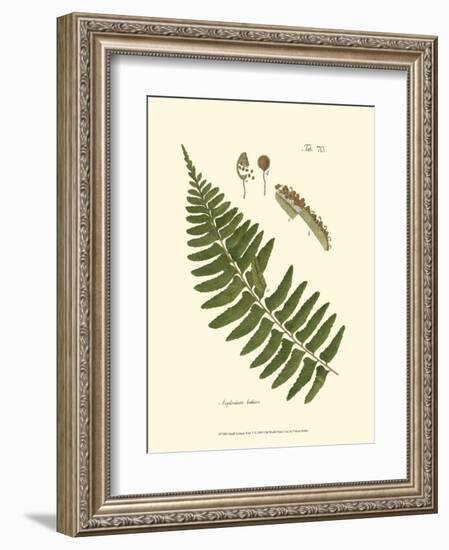 Small Antique Fern V-null-Framed Art Print