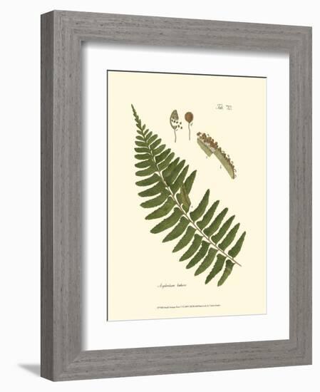 Small Antique Fern V-null-Framed Art Print