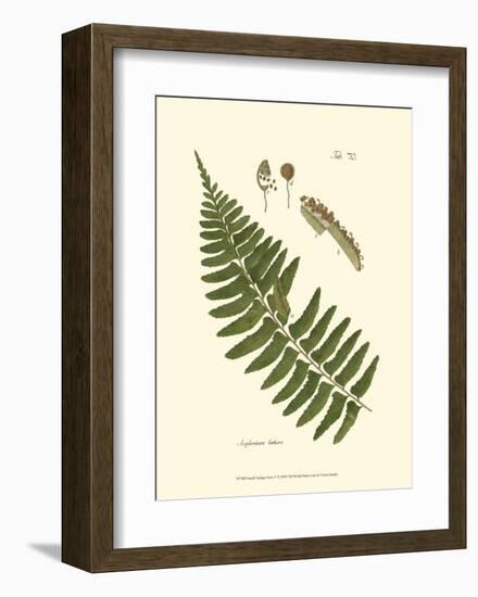 Small Antique Fern V-null-Framed Art Print