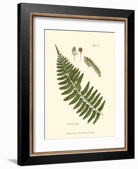 Small Antique Fern V-null-Framed Art Print