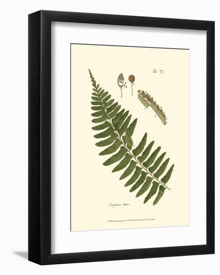 Small Antique Fern V-null-Framed Art Print