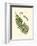 Small Antique Fern V-null-Framed Art Print