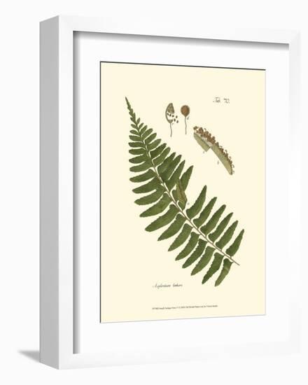 Small Antique Fern V-null-Framed Art Print