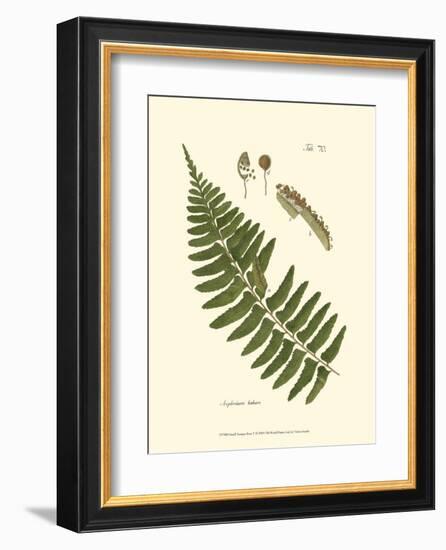 Small Antique Fern V-null-Framed Art Print