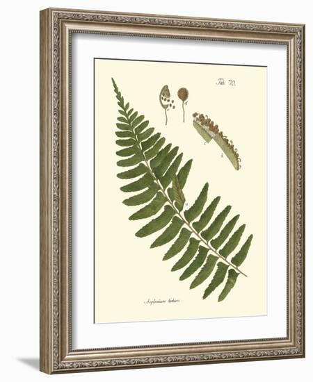 Small Antique Fern V-Vision Studio-Framed Art Print