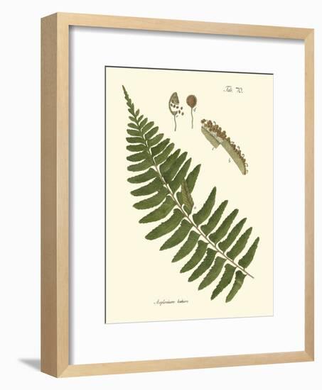 Small Antique Fern V-Vision Studio-Framed Art Print