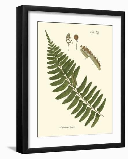 Small Antique Fern V-Vision Studio-Framed Art Print