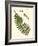 Small Antique Fern V-Vision Studio-Framed Art Print