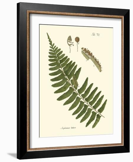 Small Antique Fern V-Vision Studio-Framed Art Print