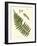 Small Antique Fern V-Vision Studio-Framed Art Print