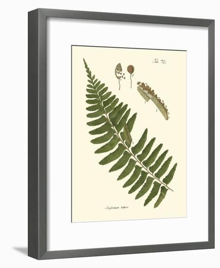 Small Antique Fern V-Vision Studio-Framed Art Print