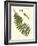 Small Antique Fern V-Vision Studio-Framed Art Print