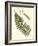 Small Antique Fern V-Vision Studio-Framed Art Print