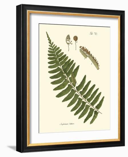 Small Antique Fern V-Vision Studio-Framed Art Print