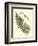 Small Antique Fern V-Vision Studio-Framed Premium Giclee Print