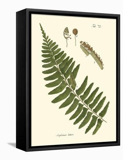 Small Antique Fern V-Vision Studio-Framed Stretched Canvas