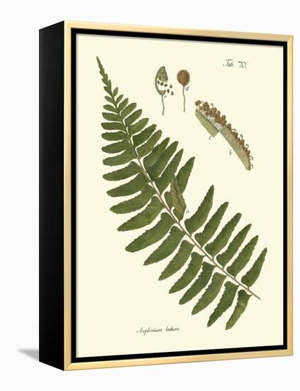 Small Antique Fern V-Vision Studio-Framed Stretched Canvas