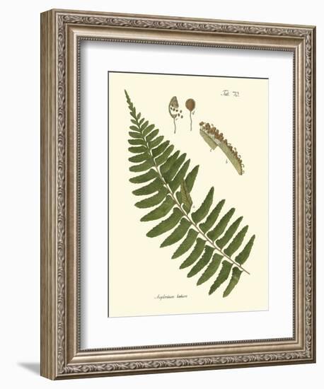 Small Antique Fern V-Vision Studio-Framed Art Print