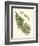 Small Antique Fern V-Vision Studio-Framed Art Print