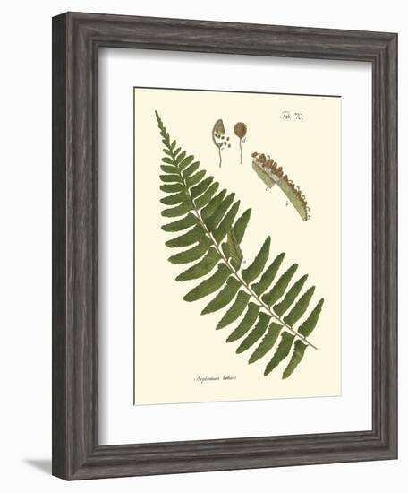 Small Antique Fern V-Vision Studio-Framed Art Print