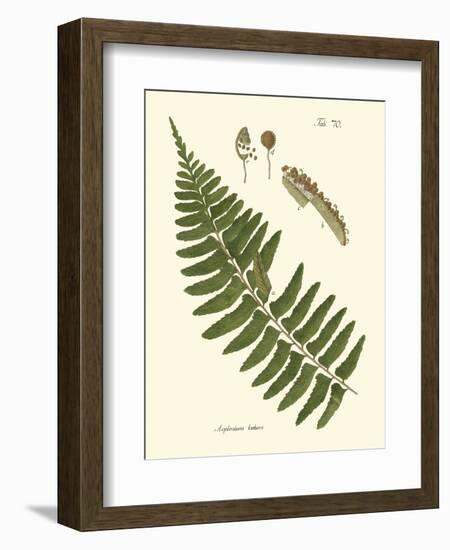 Small Antique Fern V-Vision Studio-Framed Art Print