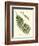 Small Antique Fern V-Vision Studio-Framed Art Print