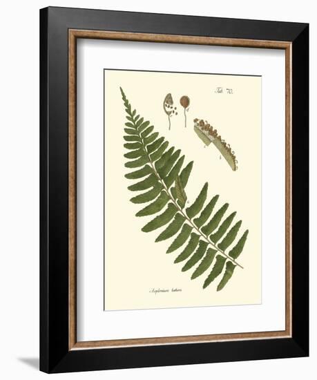 Small Antique Fern V-Vision Studio-Framed Art Print