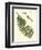 Small Antique Fern V-Vision Studio-Framed Art Print