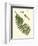 Small Antique Fern V-Vision Studio-Framed Art Print