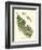 Small Antique Fern V-Vision Studio-Framed Art Print