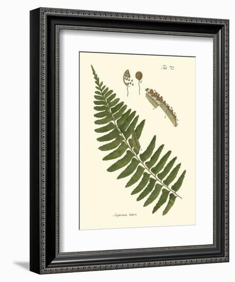 Small Antique Fern V-Vision Studio-Framed Art Print