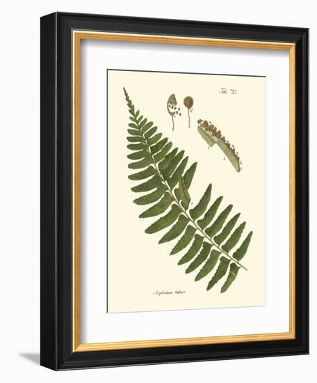 Small Antique Fern V-Vision Studio-Framed Art Print