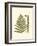 Small Antique Fern VI-null-Framed Art Print