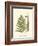 Small Antique Fern VI-null-Framed Art Print