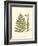 Small Antique Fern VI-null-Framed Art Print